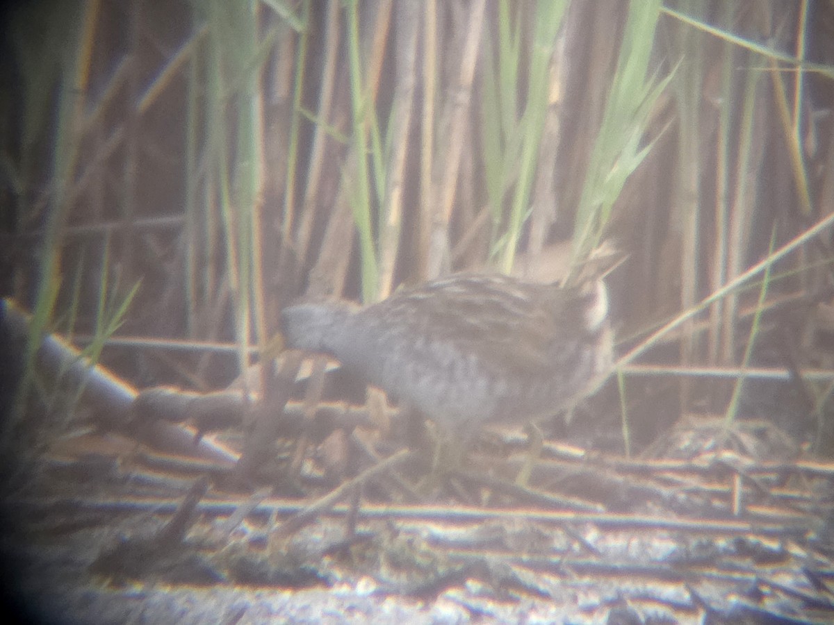 Carolinasumpfhuhn - ML639947144