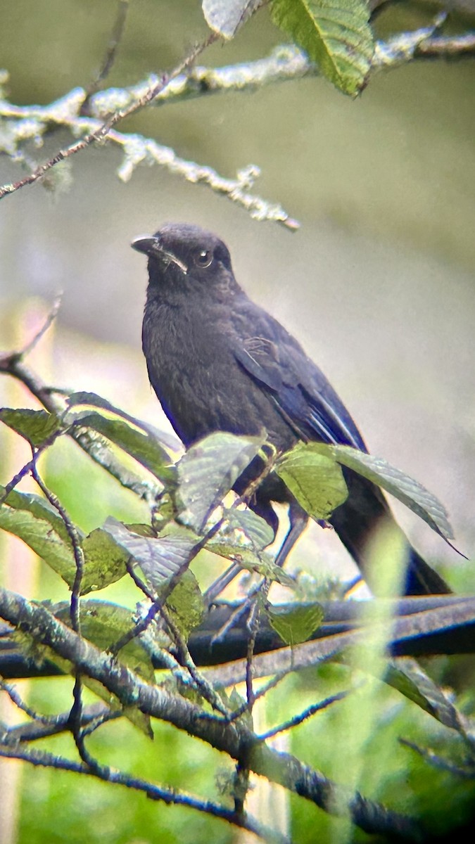 Taiwan Whistling-Thrush - ML639947151