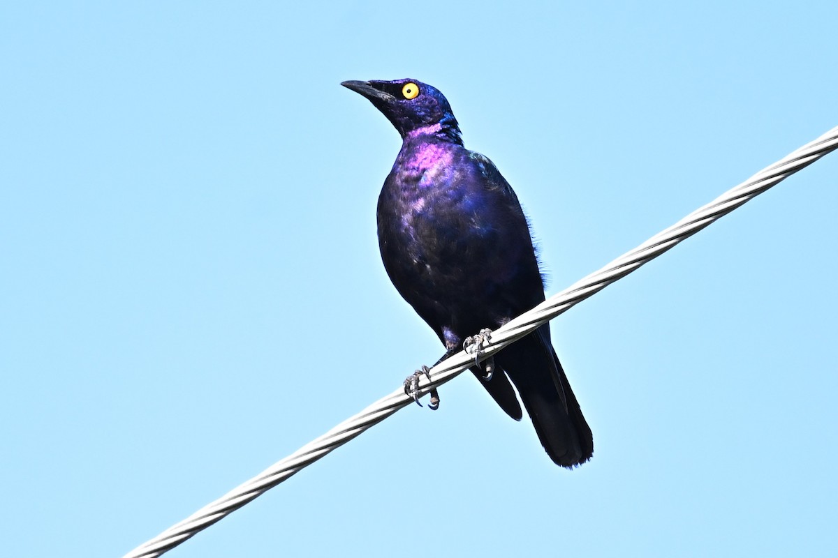 Purple Starling - ML639947161