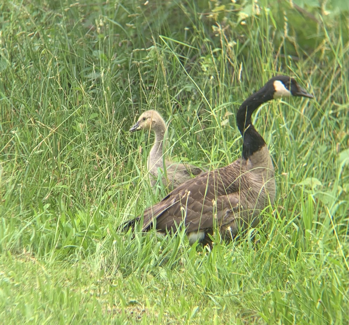 Canada Goose - ML639947167