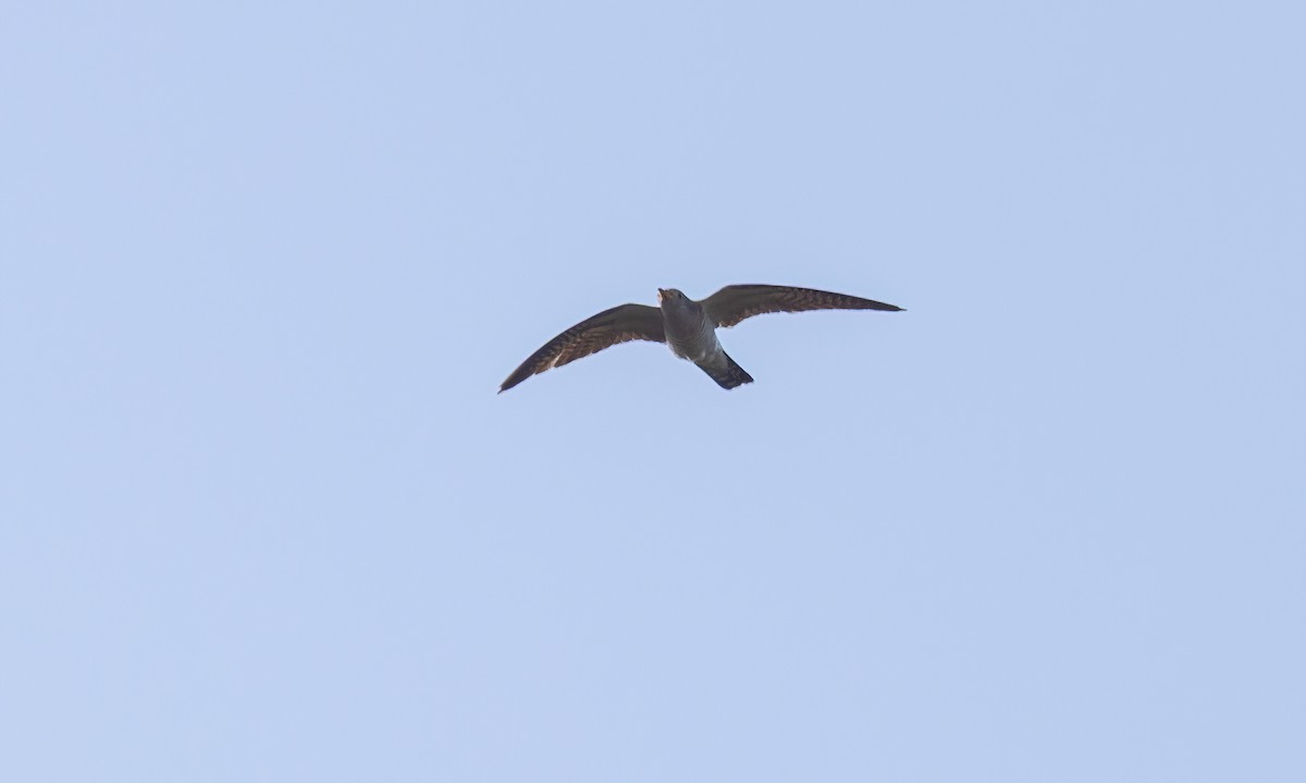 カッコウ - ML639947181