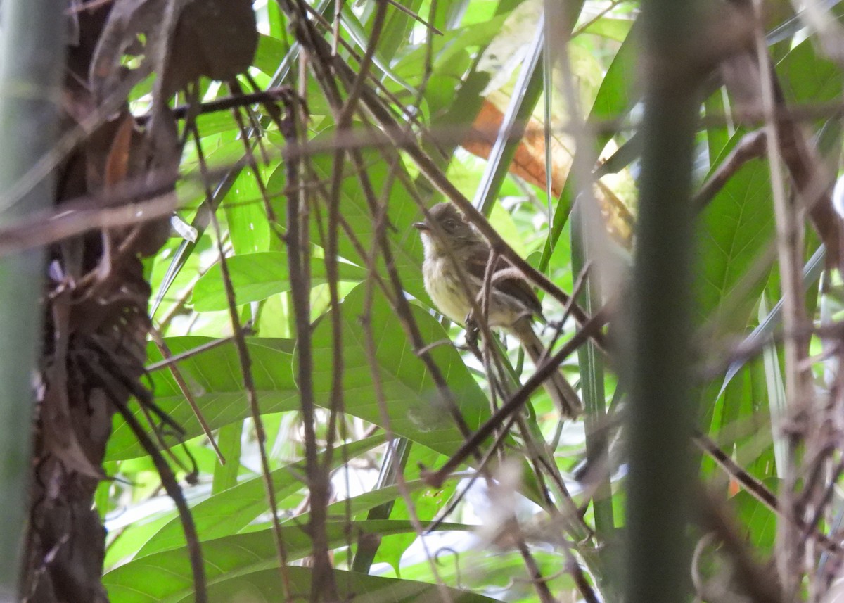 Dusky-tailed Flatbill - ML639947204