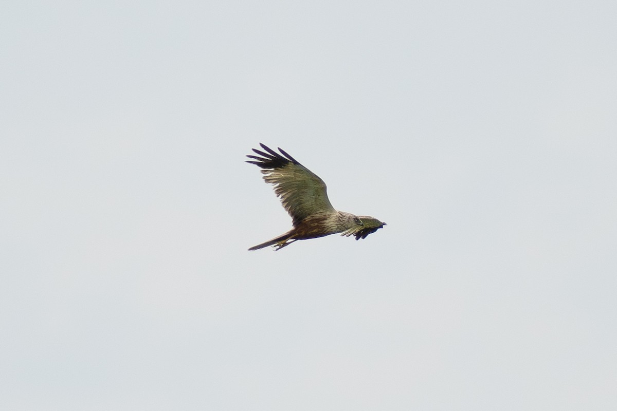 Western Marsh Harrier - ML639947207