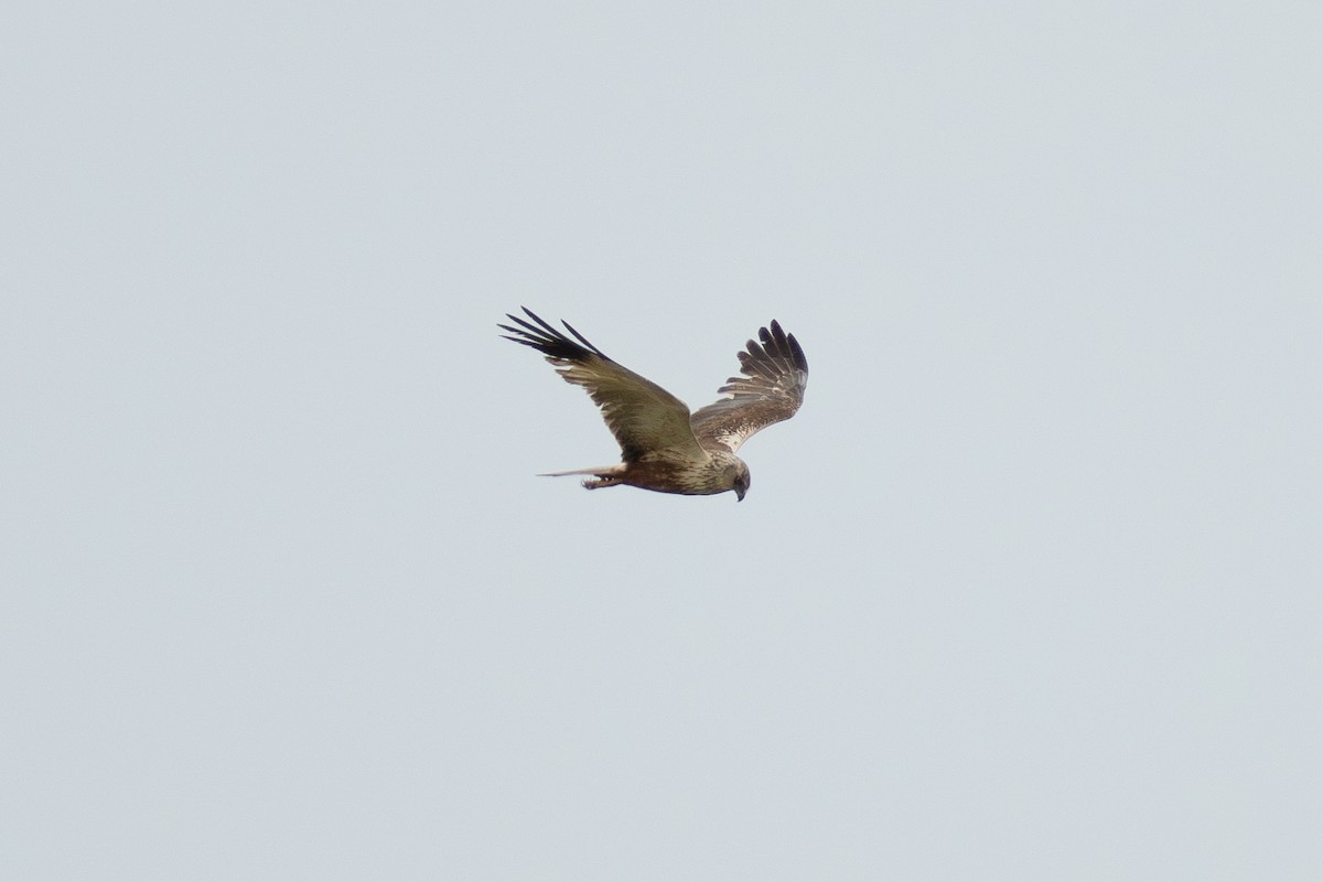 Western Marsh Harrier - ML639947215