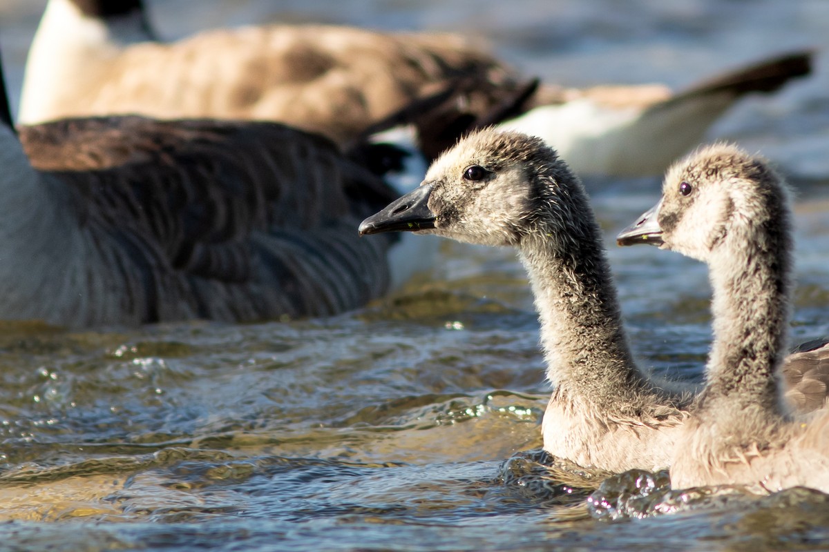 Canada Goose - ML639947230