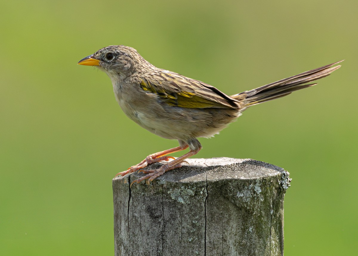 Wedge-tailed Grass-Finch - ML639947236