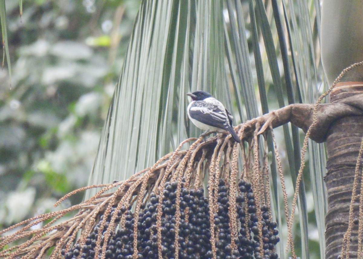 Cotinga à gorge mauve - ML639947252