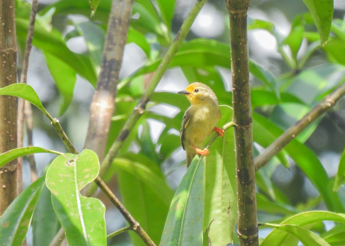 Orange-fronted Plushcrown - ML639947275