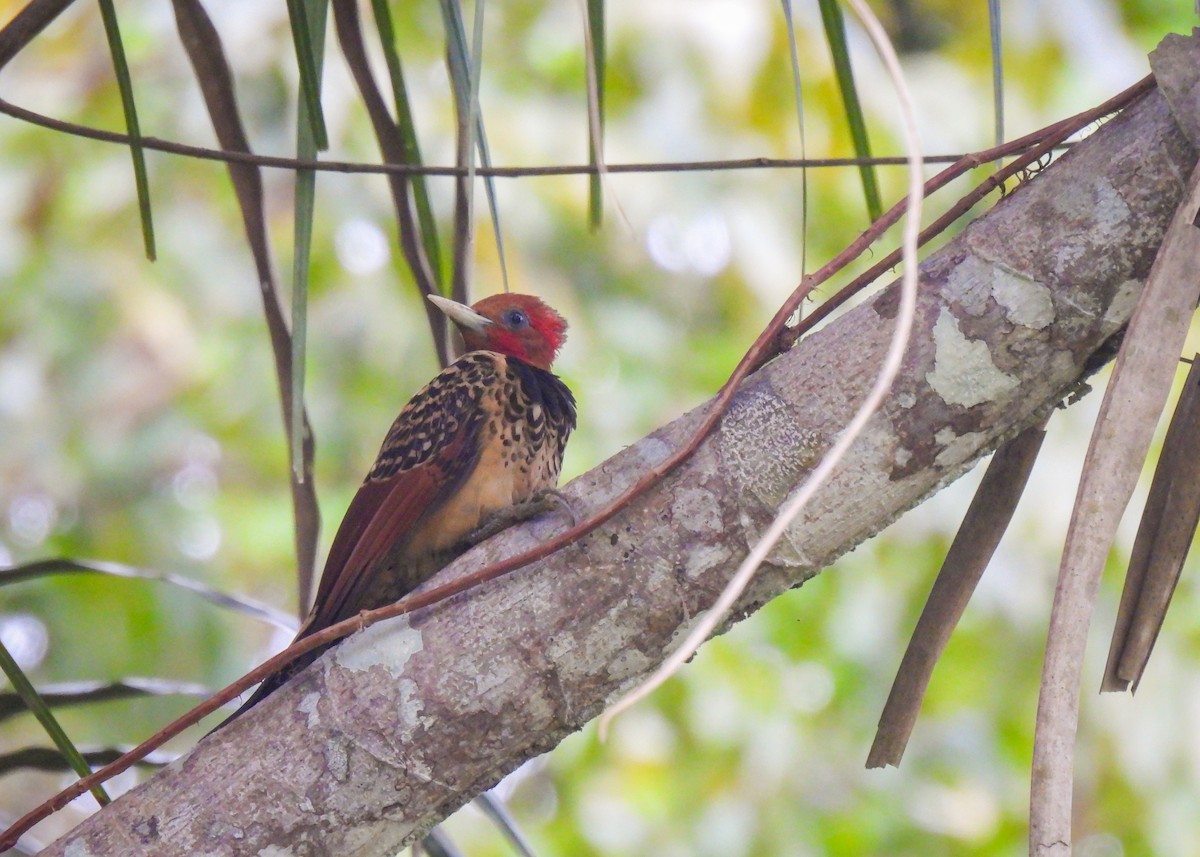 Rufous-headed Woodpecker - ML639947324