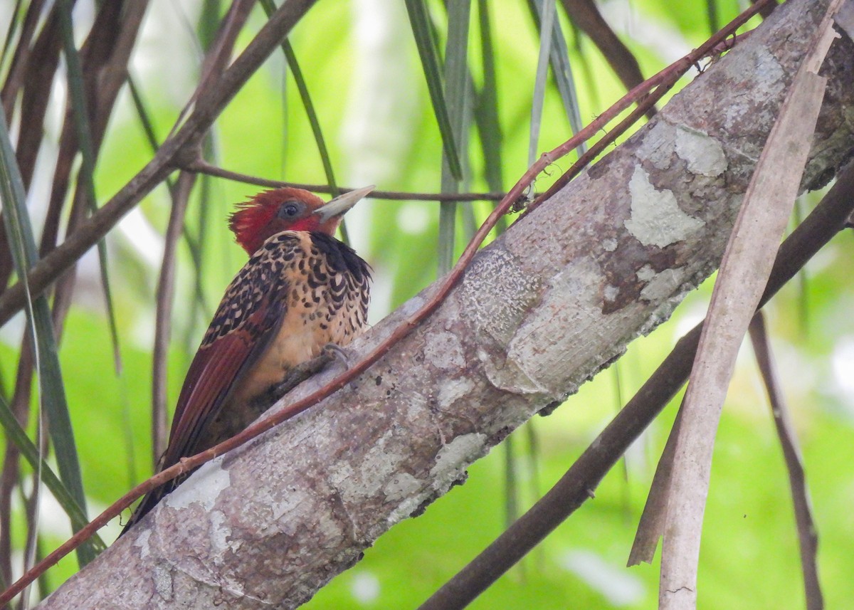 Rufous-headed Woodpecker - ML639947325