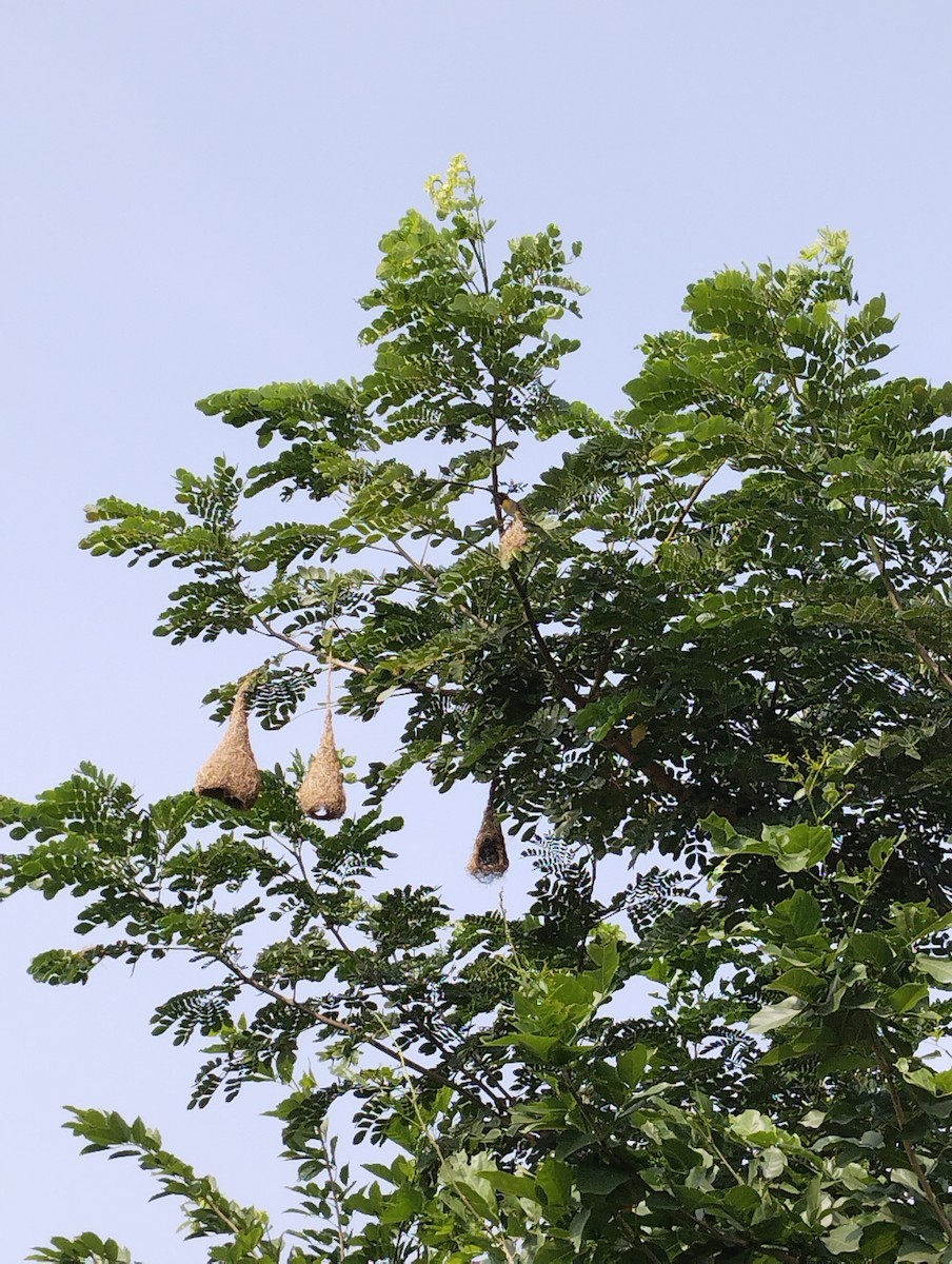 Baya Weaver - ML639947326