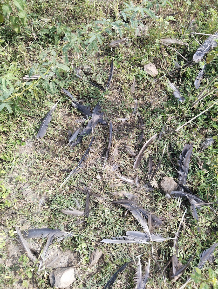 מין לא מוכר - ML639947334