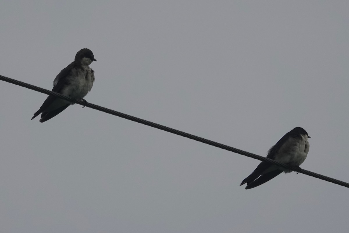 Tree Swallow - ML639947337