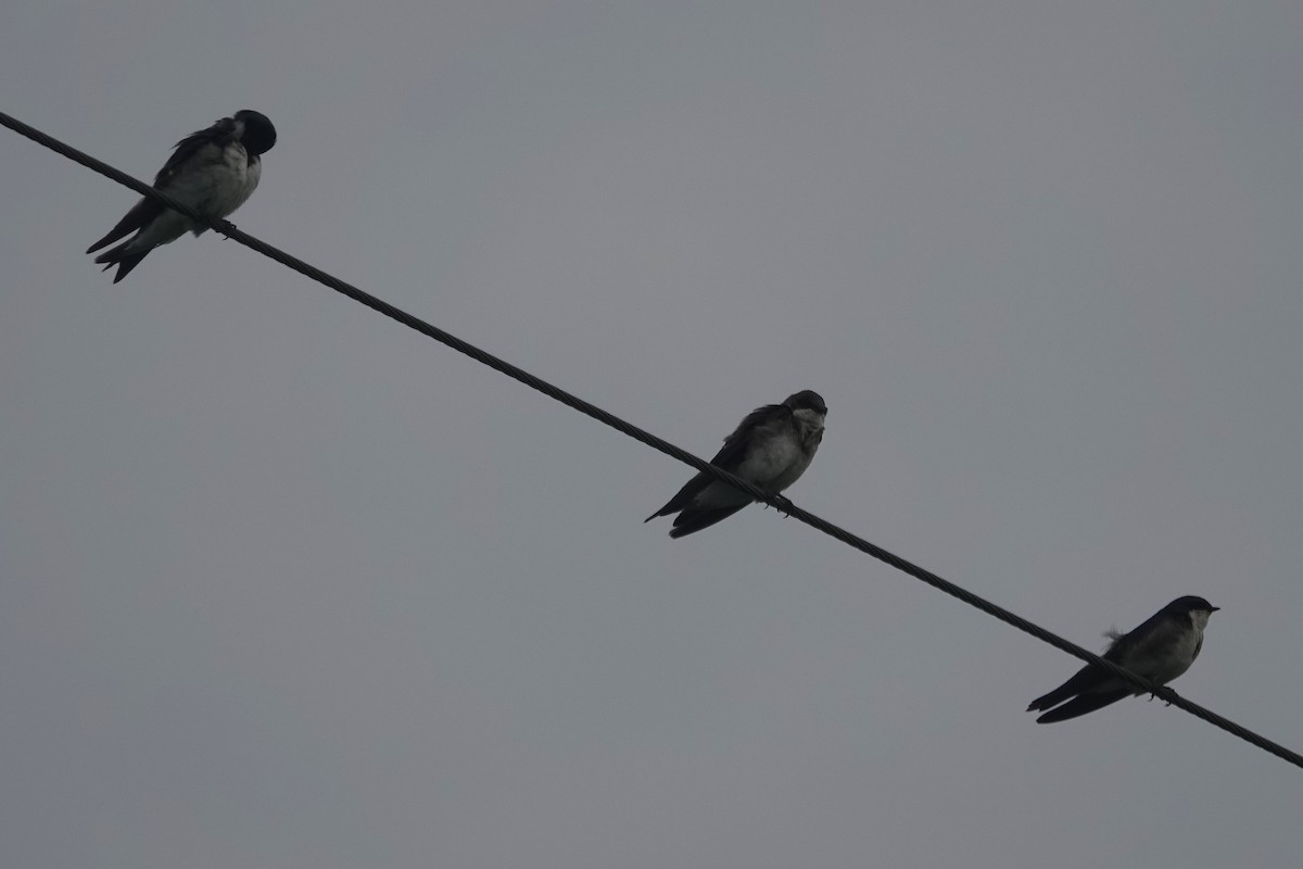 Tree Swallow - ML639947338
