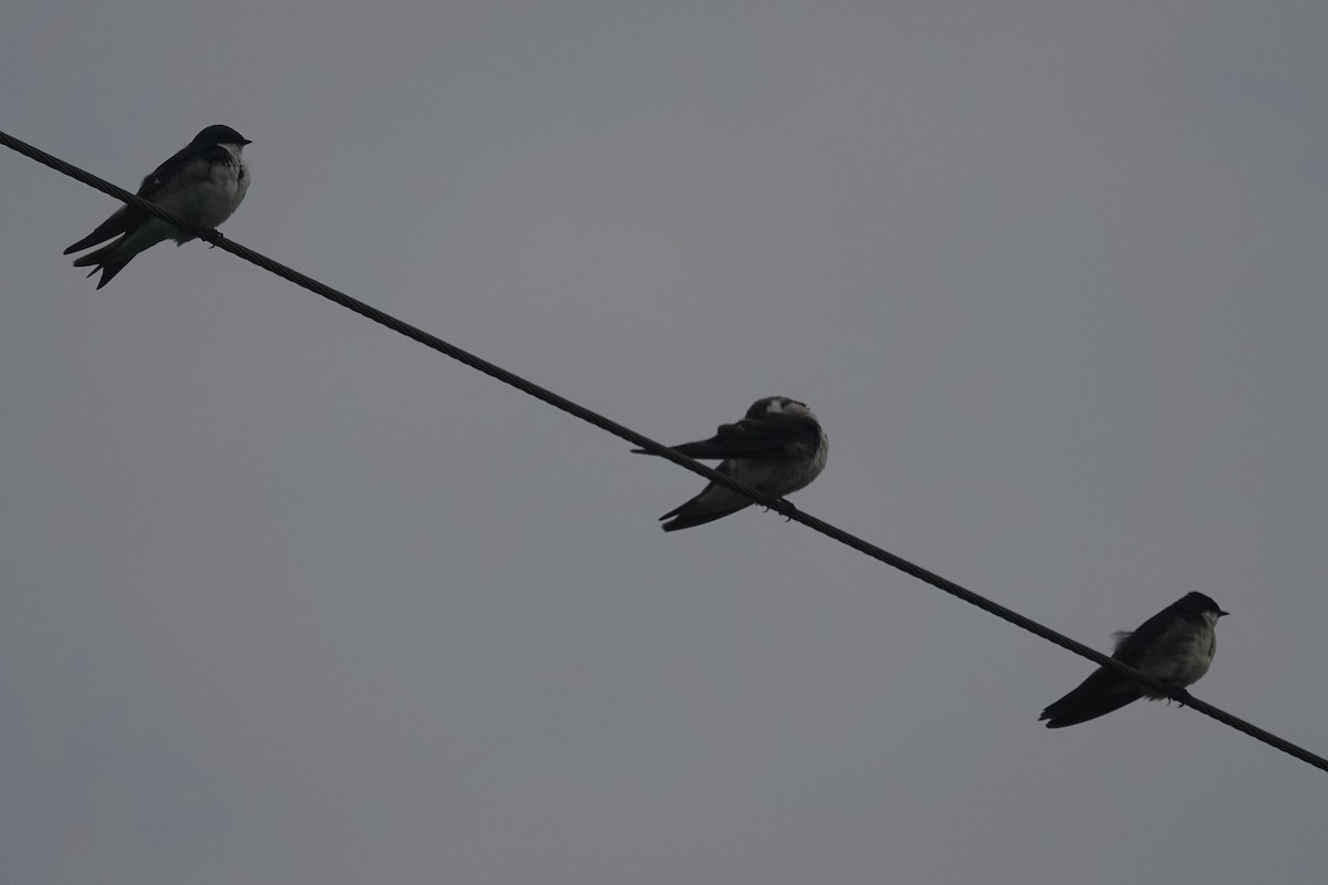 Tree Swallow - ML639947339