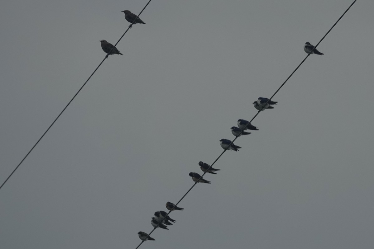 Tree Swallow - ML639947363