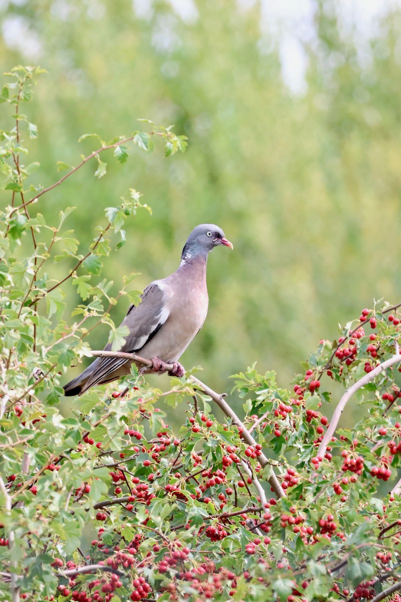 Common Wood-Pigeon - ML639947366