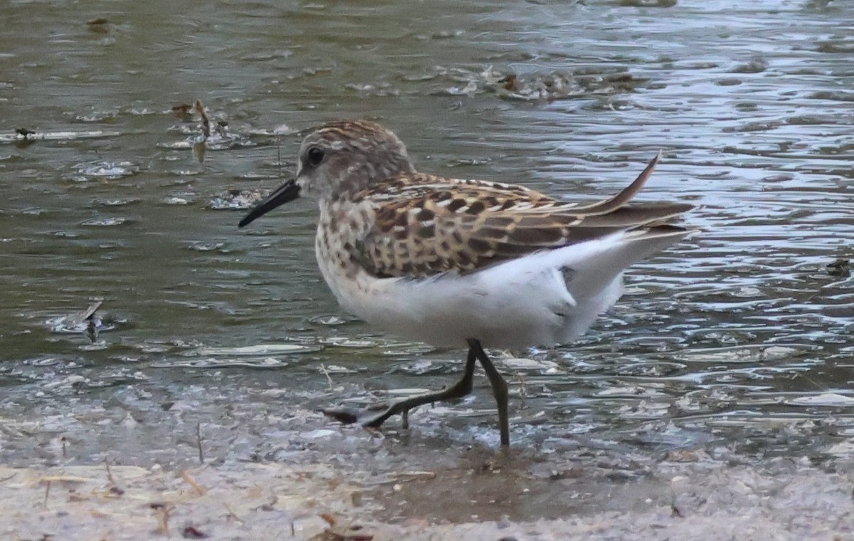 Least Sandpiper - ML639947375