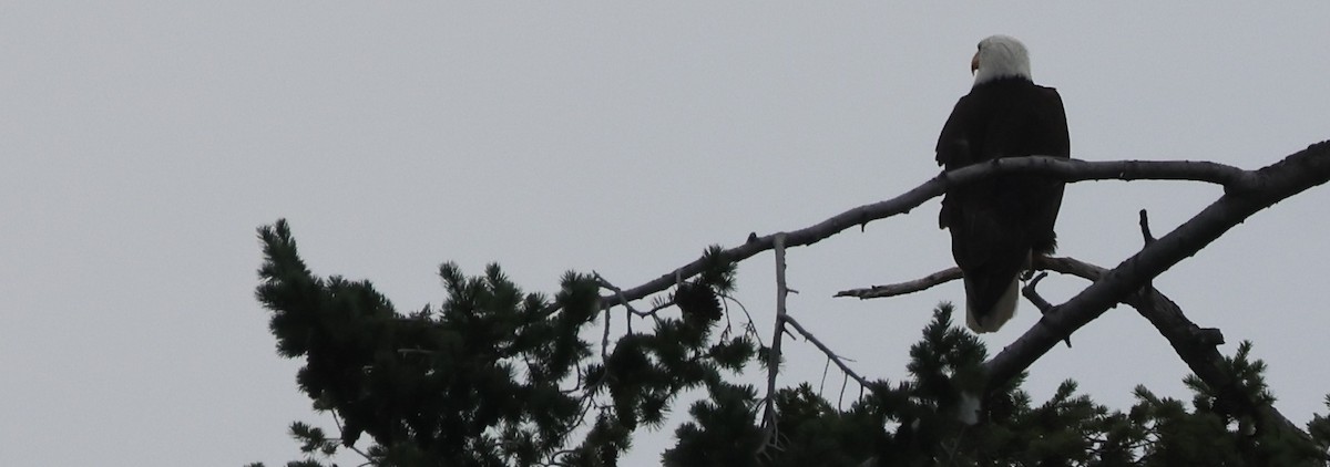 Bald Eagle - ML639947385
