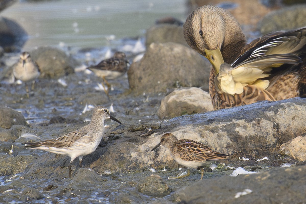 White-rumped Sandpiper - ML639947386
