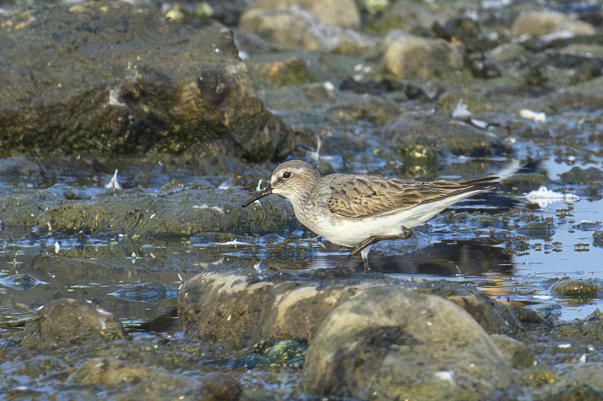 White-rumped Sandpiper - ML639947387