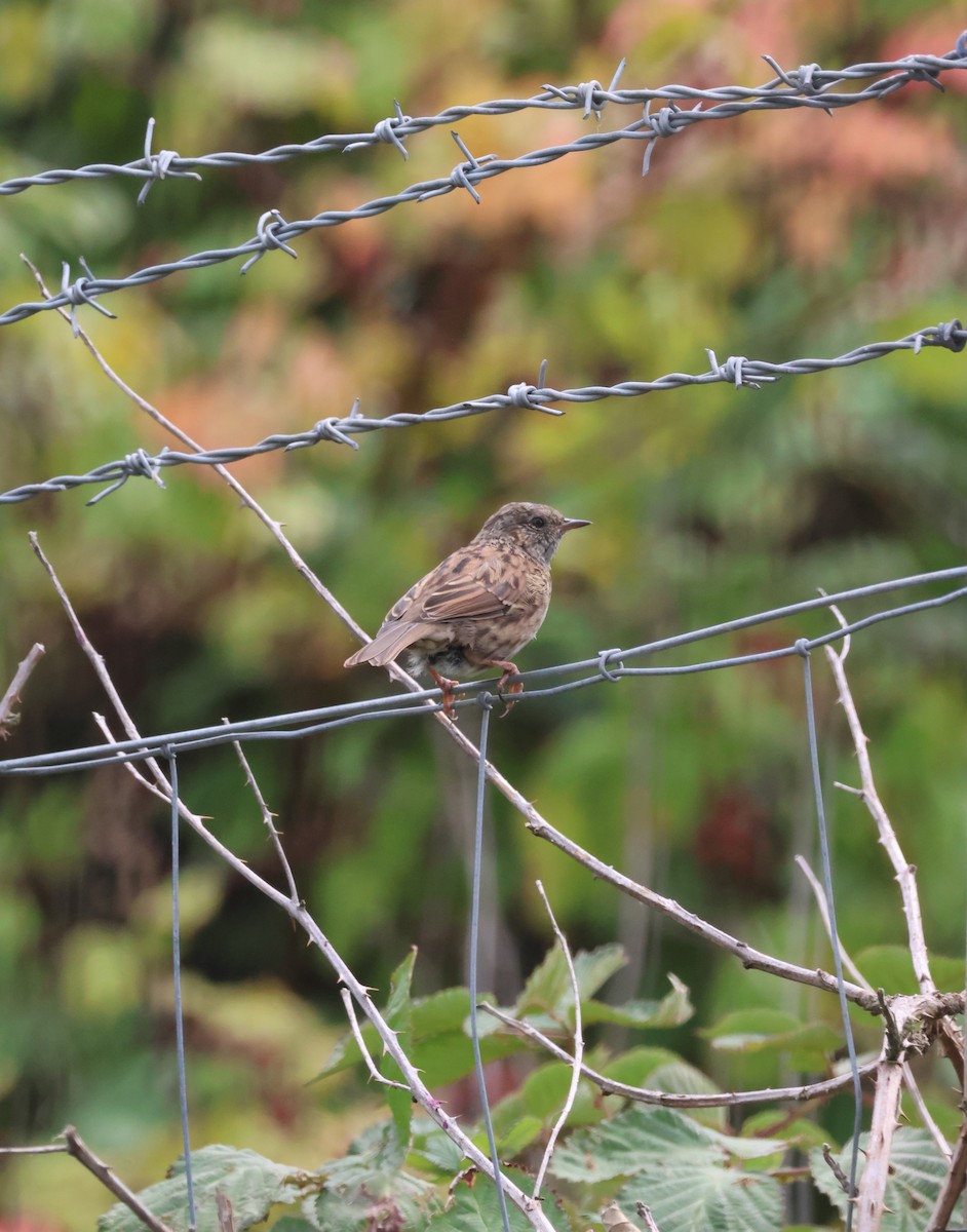 Dunnock - ML639947400