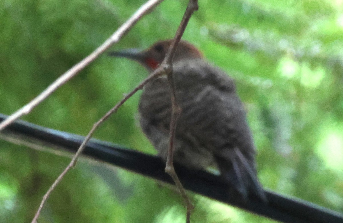 Northern Flicker - ML639947404
