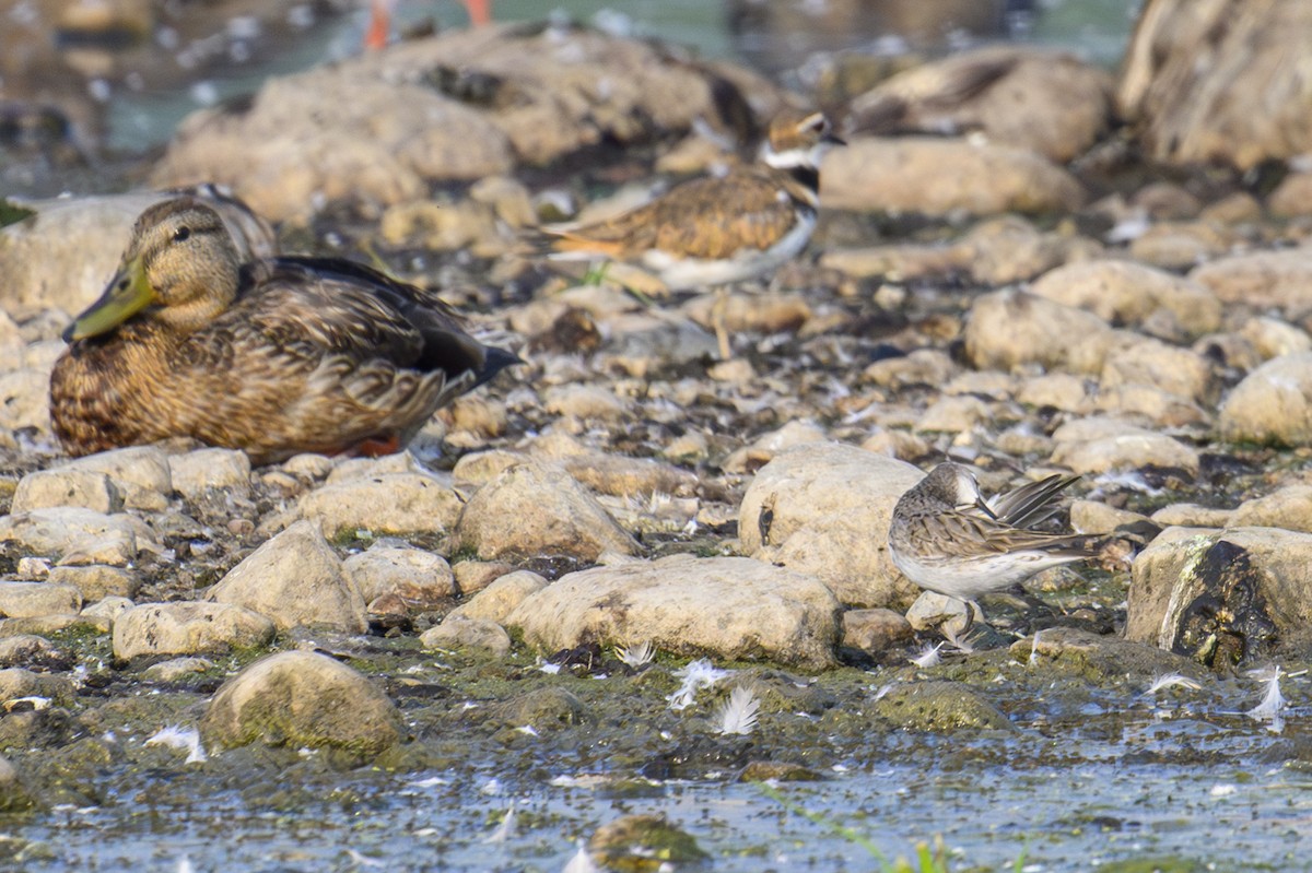 White-rumped Sandpiper - ML639947418