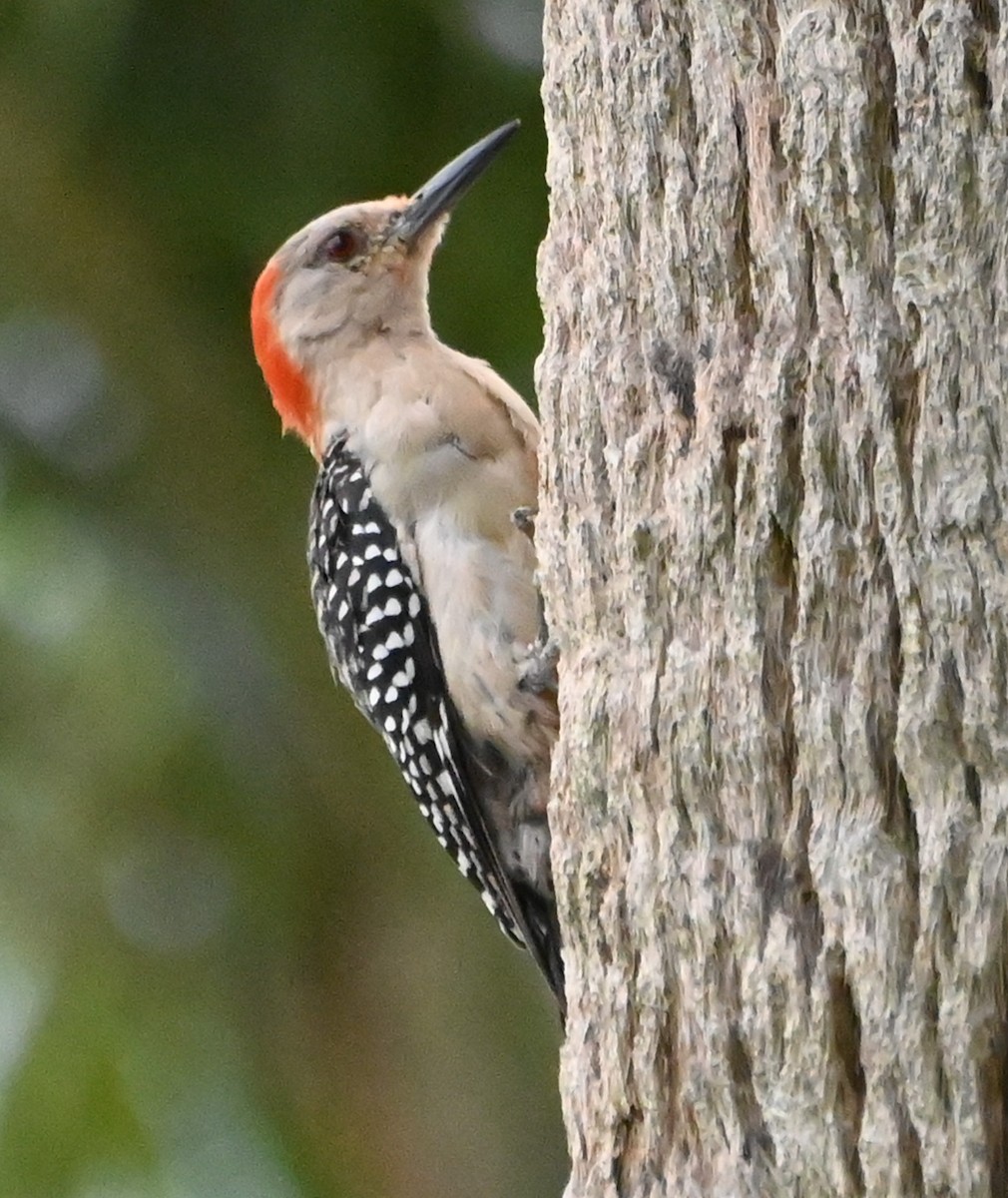 eBird Checklist - 7 Aug 2025 - 1041 SW 17th St, Fort Lauderdale US-FL ...