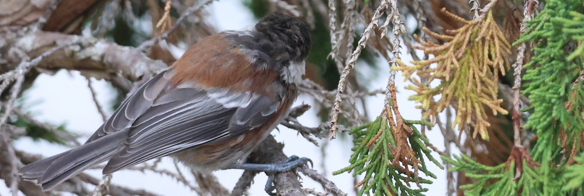 Chestnut-backed Chickadee - ML639947425