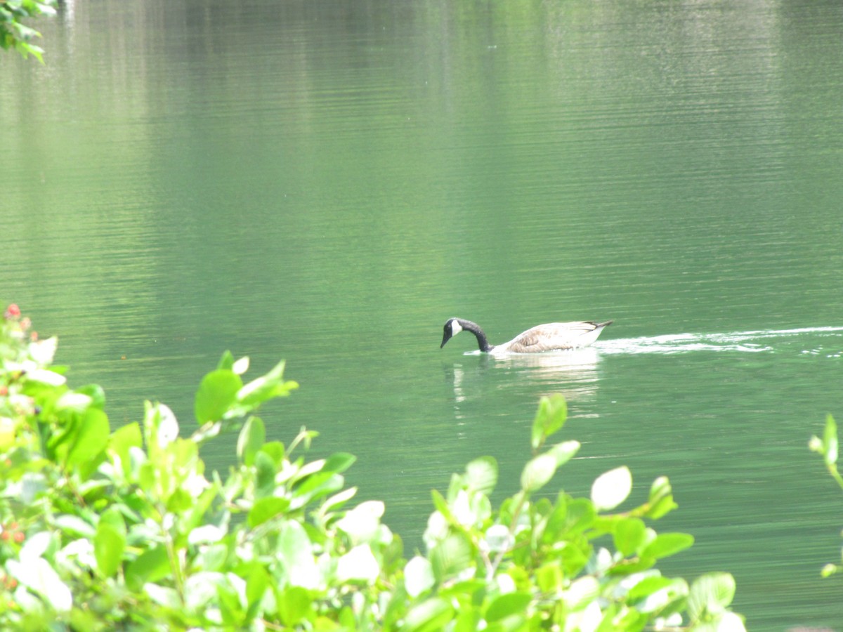 Canada Goose - ML639947434