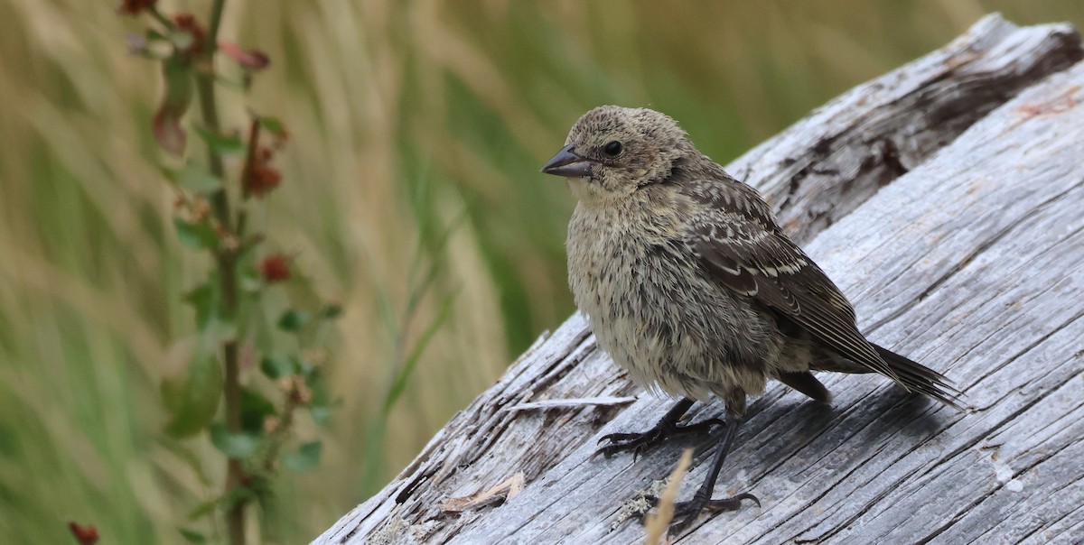 Brown-headed Cowbird - ML639947453