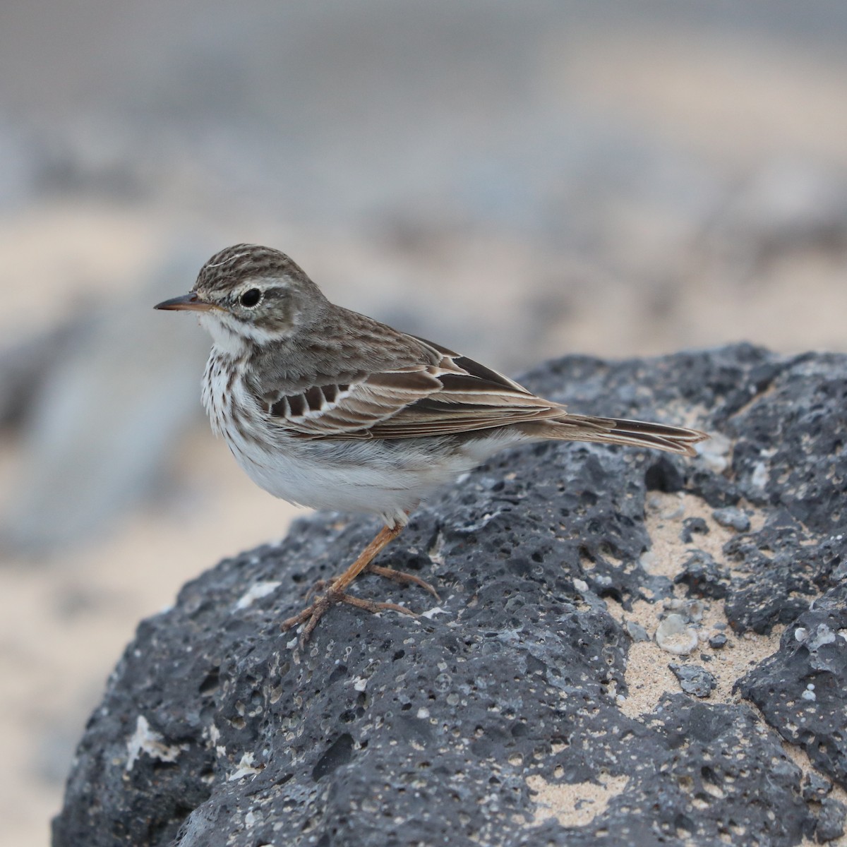 Pipit de Berthelot - ML639947521