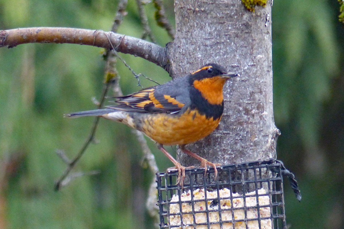 Varied Thrush - ML639947532
