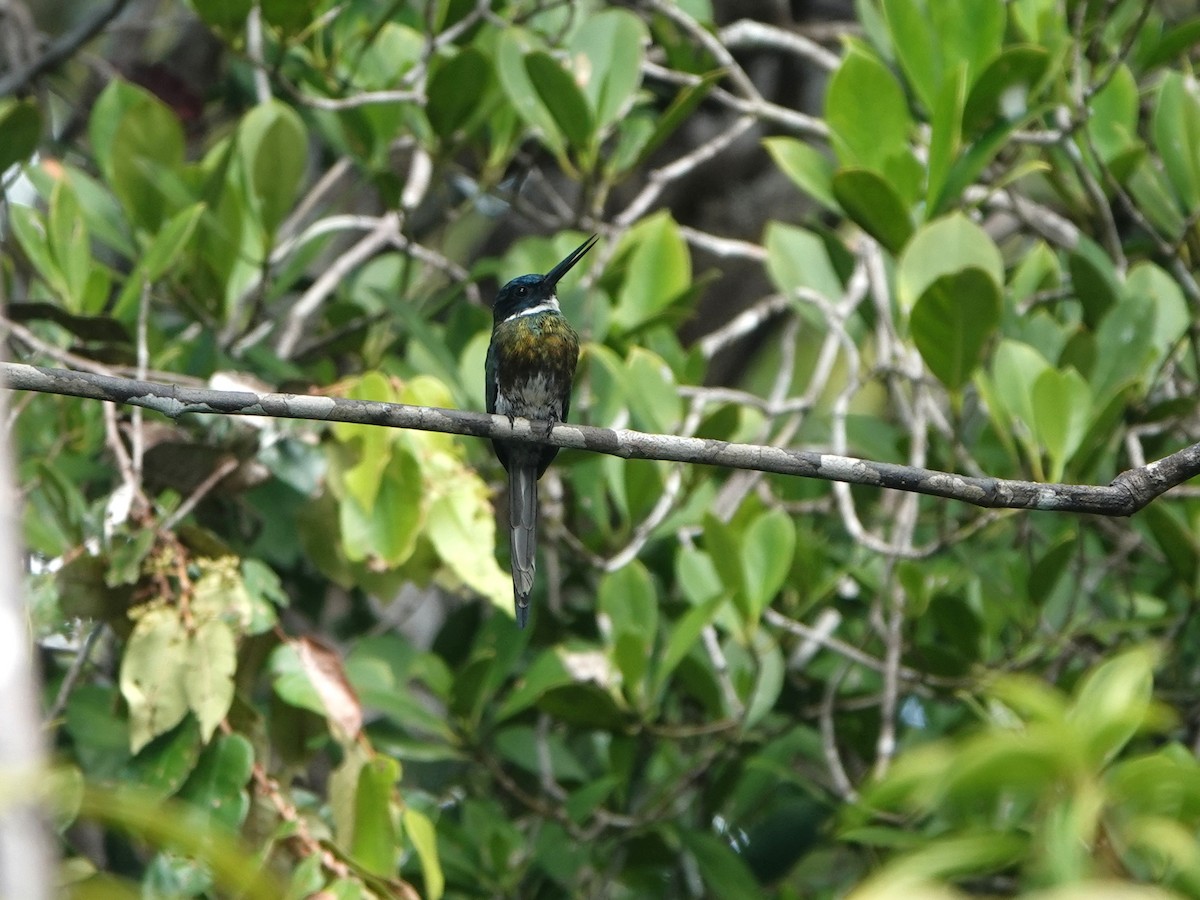 Bronzeglanzvogel - ML639947552