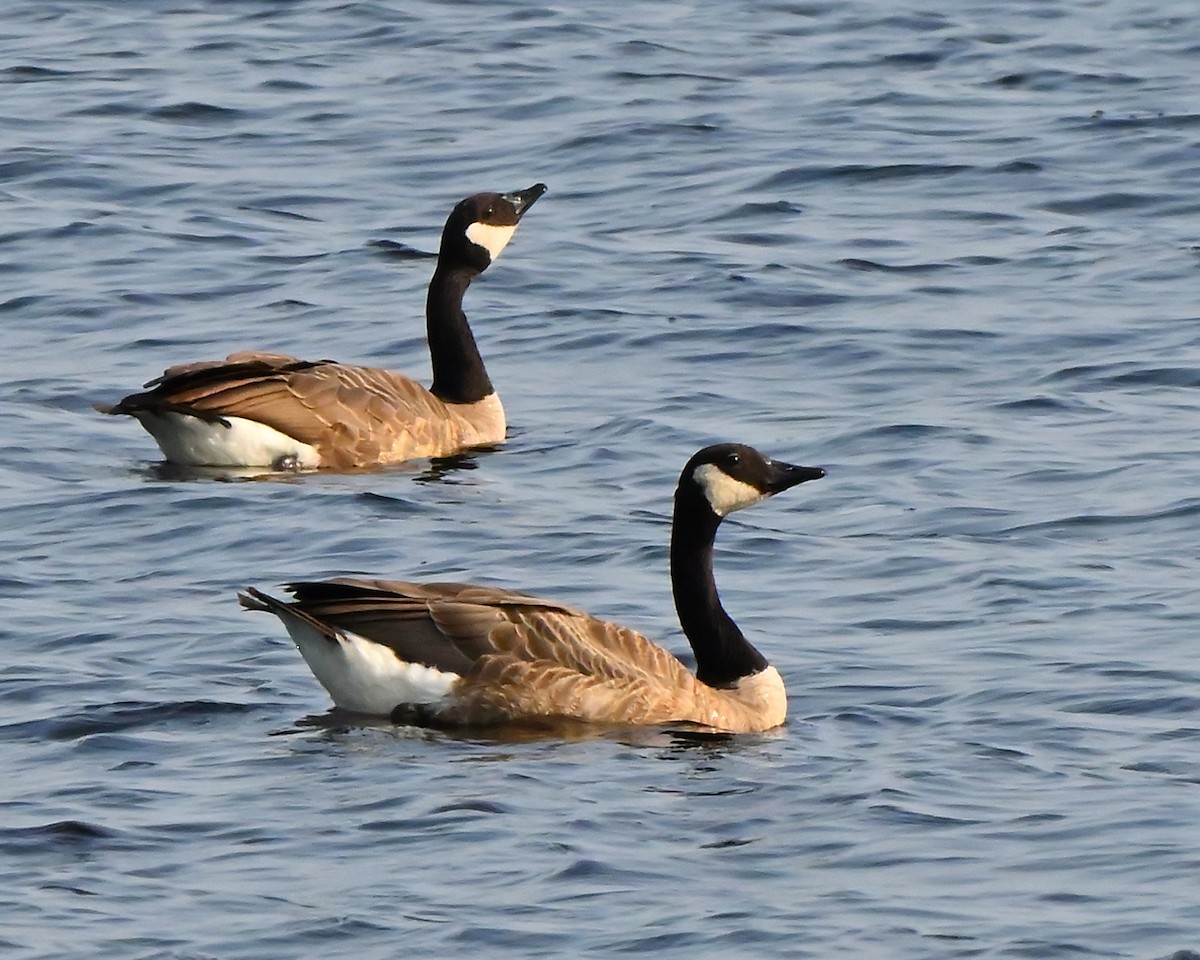 Canada Goose - ML639947554