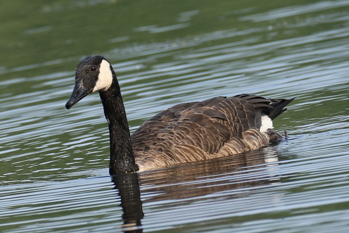 Canada Goose - ML639947785