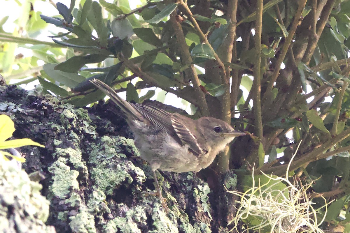 Pine Warbler - ML639947853