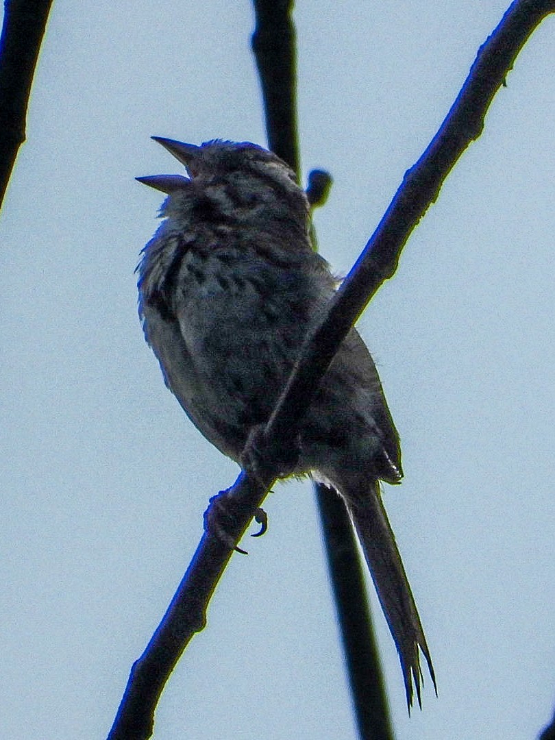 Song Sparrow - ML639947864