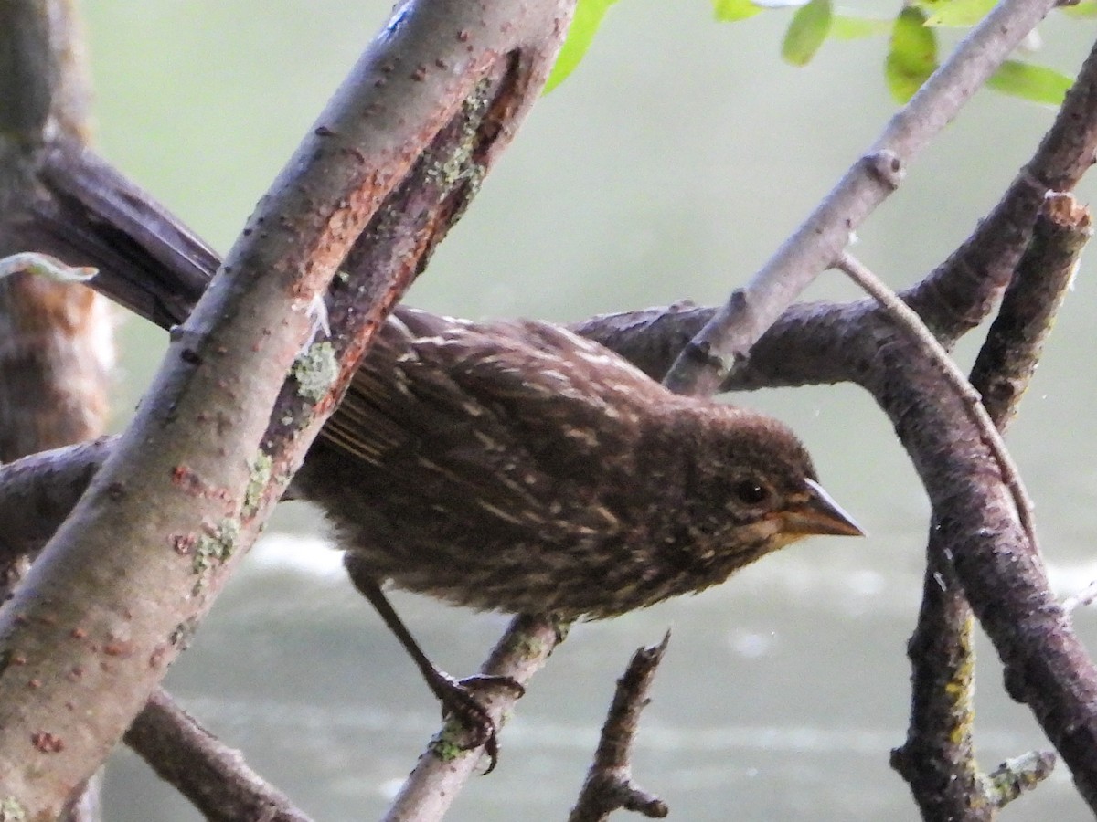 Red-winged Blackbird - ML639947891