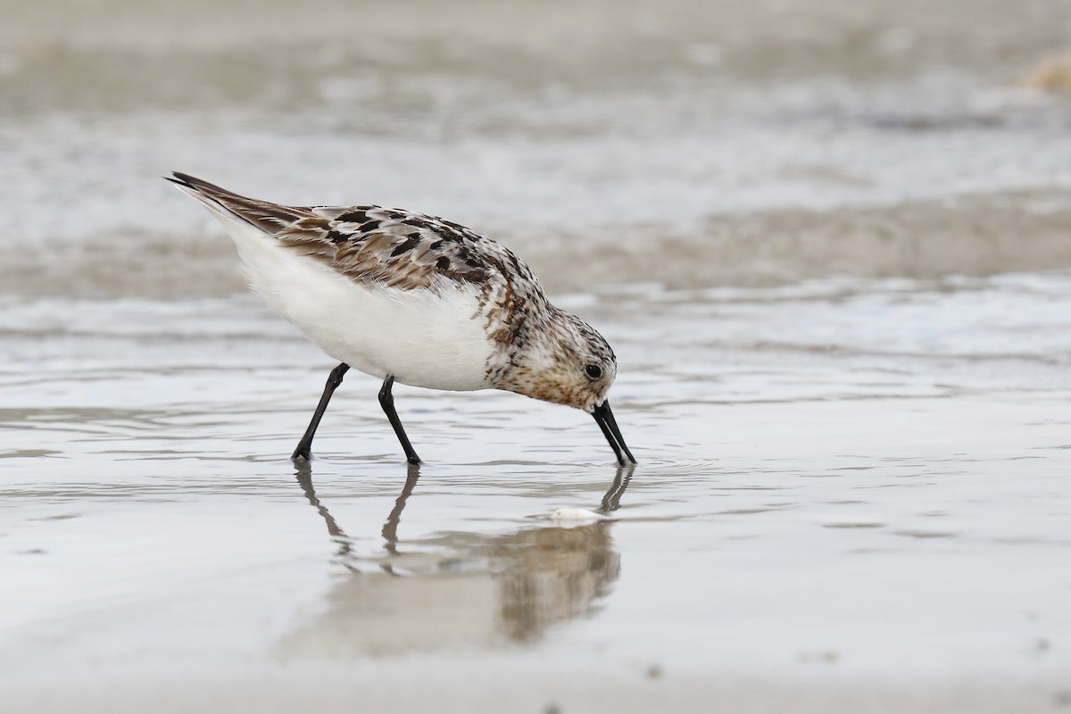 Sanderling - ML639947955