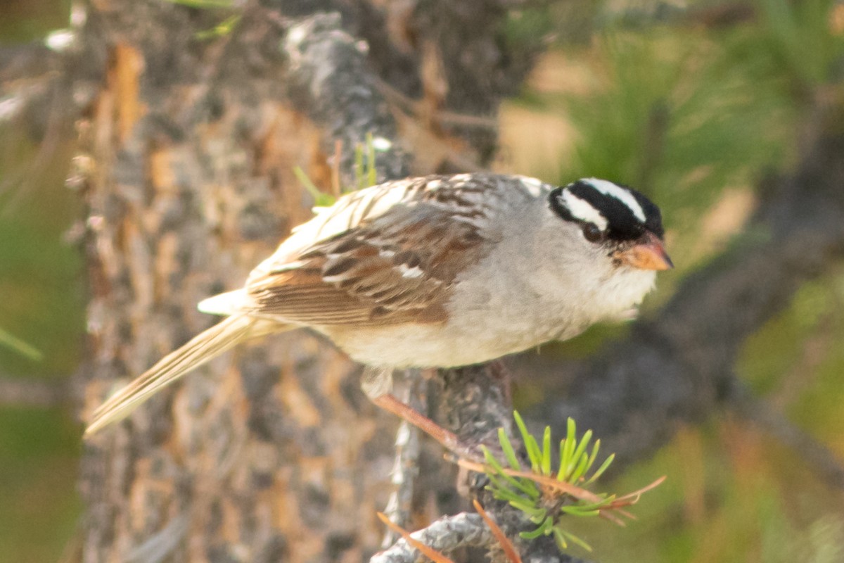 White-crowned Sparrow - ML639948047