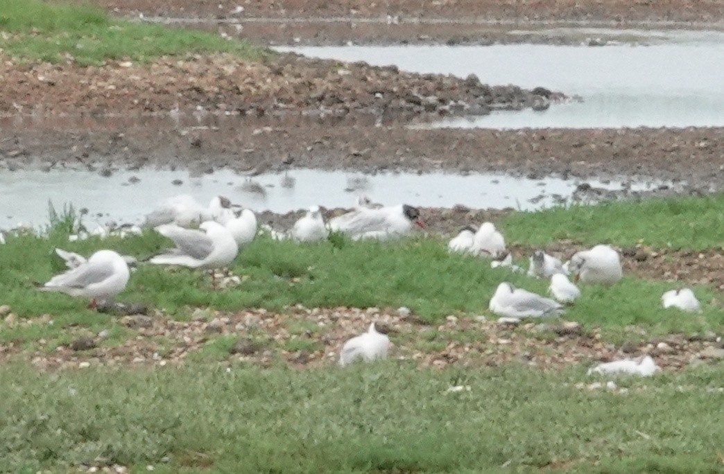 Mediterranean Gull - ML639948116