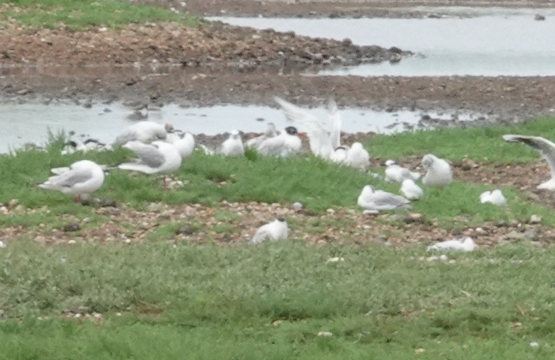 Mediterranean Gull - ML639948117