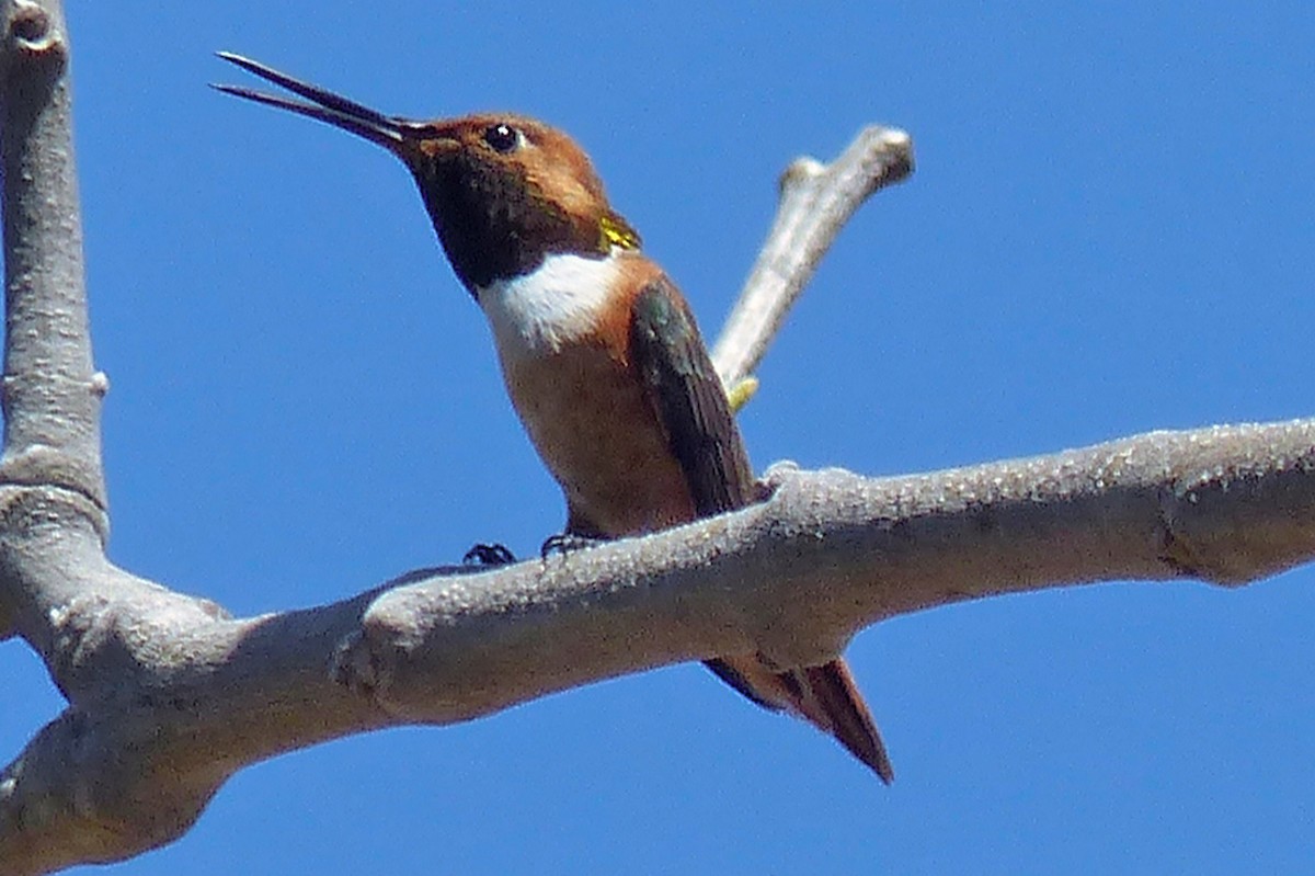 Colibri d'Allen - ML639948125