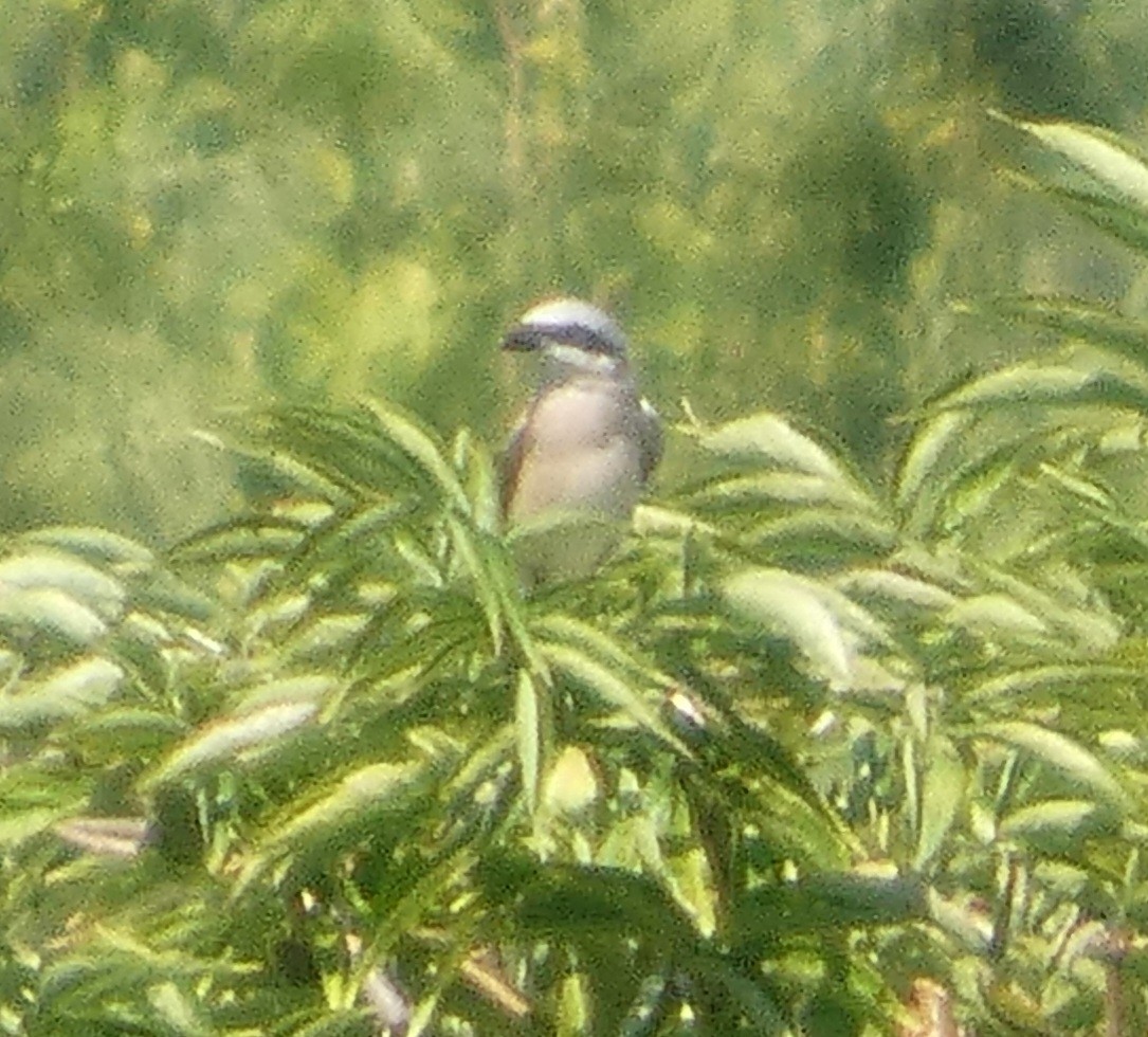 ťuhýk obecný - ML639948213