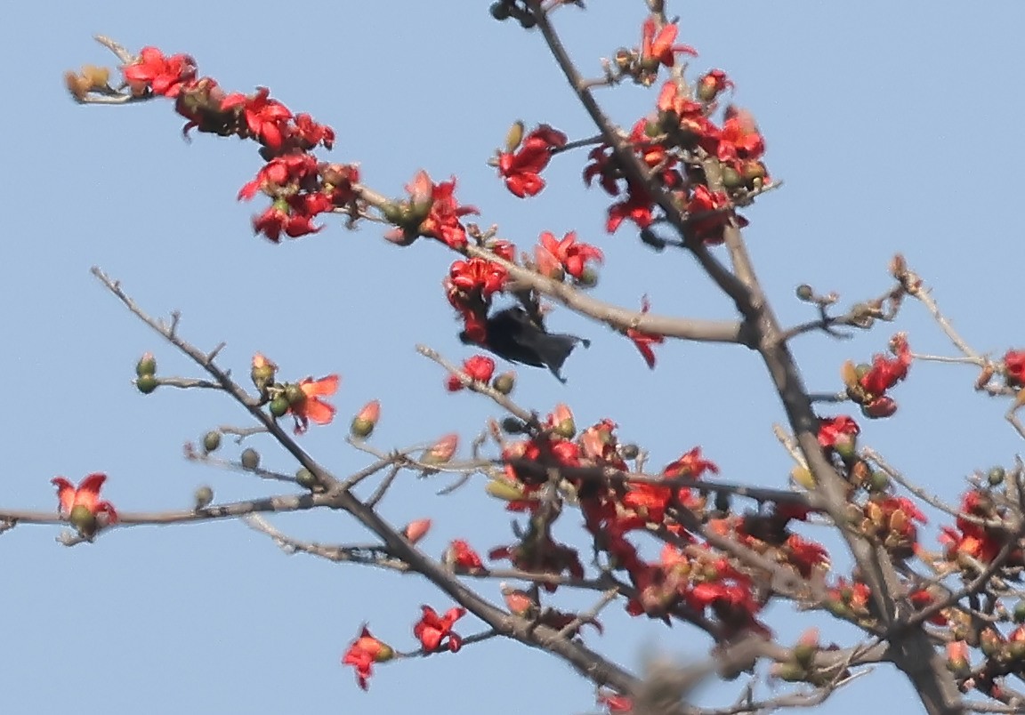 Hair-crested Drongo - ML639948214