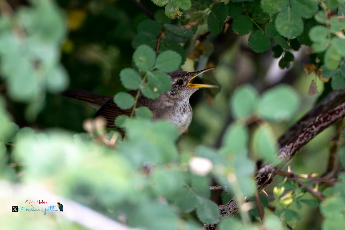 Long-billed Bush Warbler - ML639948267