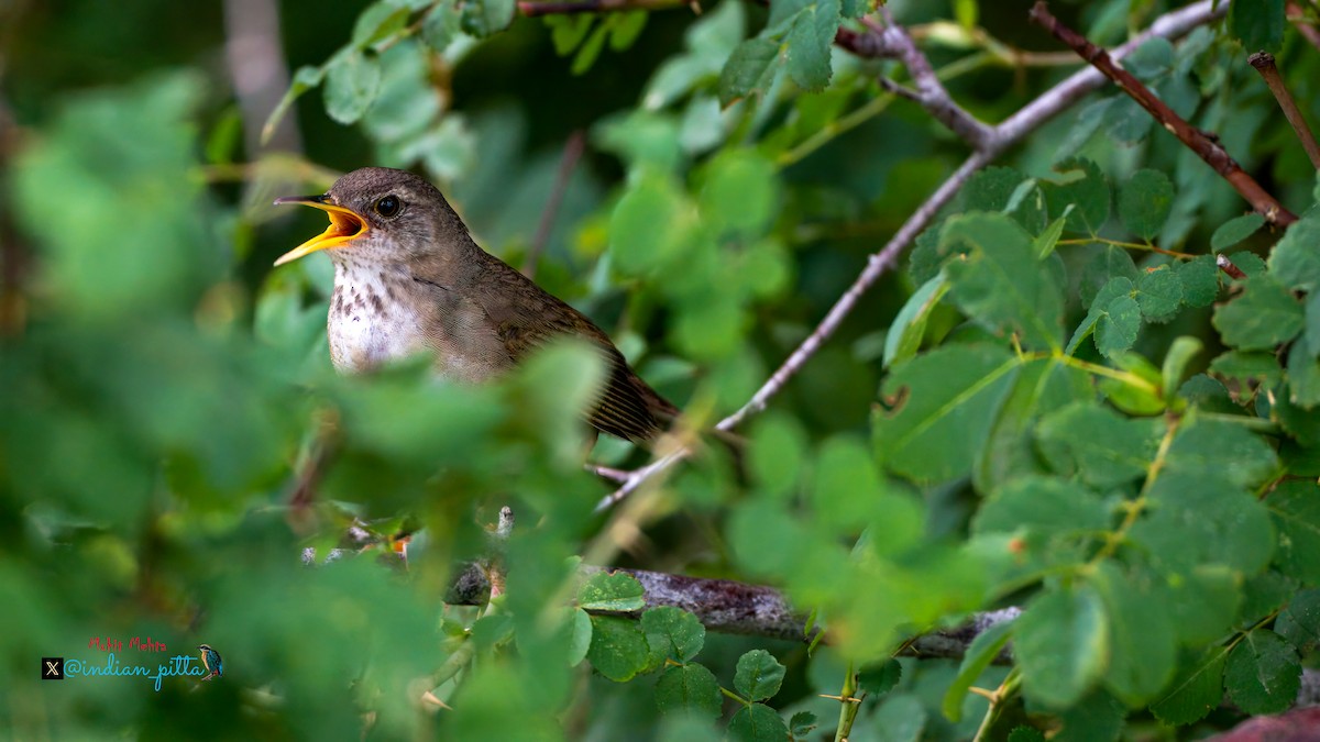 Long-billed Bush Warbler - ML639948268