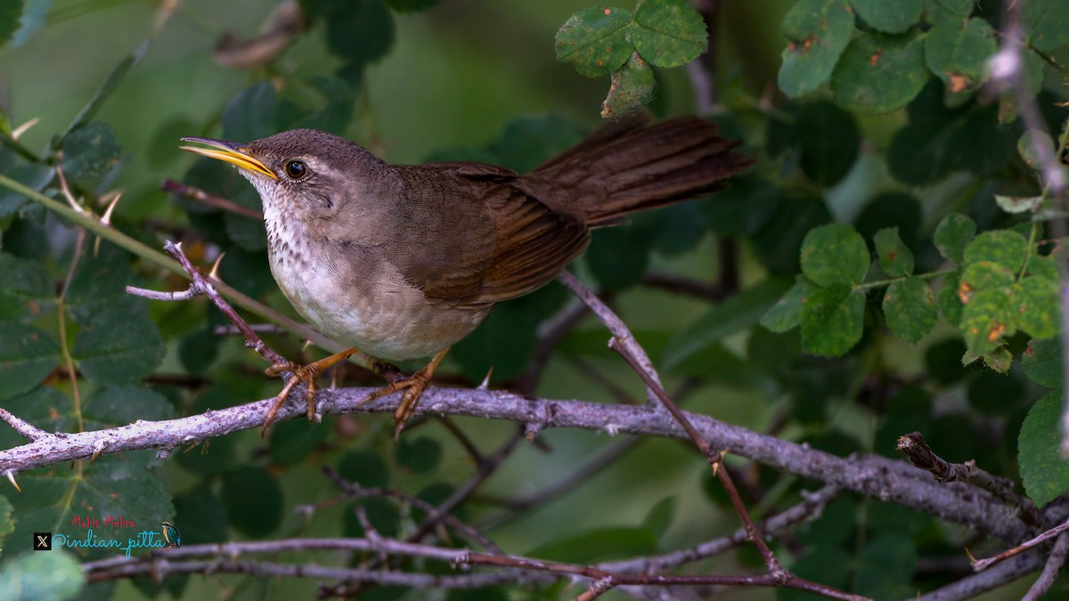 Long-billed Bush Warbler - ML639948269